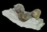 Multiple Fossil Brachiopod (Lepidocyclus) Plate - Indiana #136510-2